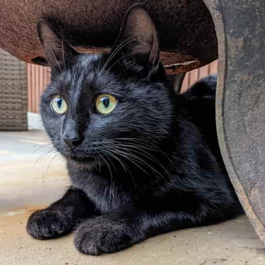 A black cat hiding under a chimnea