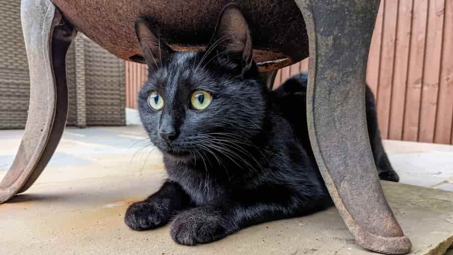 A black cat hiding under a chimnea