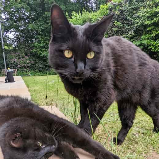 A black cat standing next to another black cat, who's lying on the floor