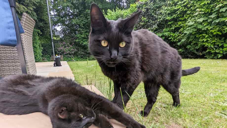 A black cat standing next to another black cat, who's lying on the floor